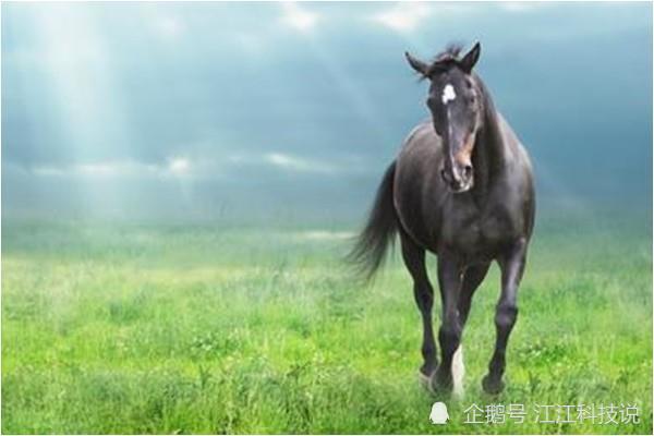 今期龙羊马出特，南墙四面不通风打一精准生肖的全面释义、解释与落实、全面解答解释落实