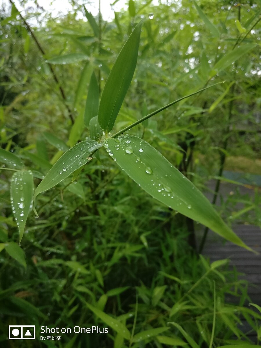 天降甘霖草木盛,牛肥羊壮家畜旺是什么生肖,警惕虚假宣传落实,科学解答解释落实